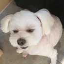 봄사랑동물병원 이미지