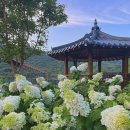 대천천누리길 화장실 | 부산 화명동 유럽 수국 명소 대천천누리길 8월에 가 볼만한 곳, 수국 개화 상황+유아숲체험원