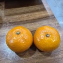 초해식당 | 애견동반 식당 끝판왕｜속초해물꽃장칼국수 서비스·맛·배려까지 완벽했던 솔직 후기