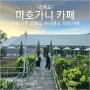 초록과 함께하는 힐링타임 | 강화도 마호가니 카페에서 수국과 함께한 힐링 타임