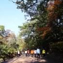 속리산 오리숲과 법주사 국화축제 이미지