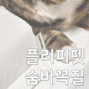 플러피펫 이미지