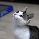 꼬랑지 이미지