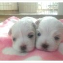 아지와 양이 이미지