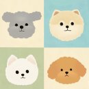 대구애견스쿨 이미지