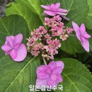 소품수국 판매합니다.(250628 품종업데이트) 이미지