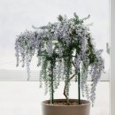 허브사랑 이미지