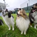 봉실이네 이미지