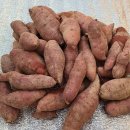 꿀밤농장 이미지