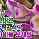 새신상!! 초특가!! 봄이왔어요 향기홀릭~석곡 전체아이들 (크리스탈 앙팡 진주석곡 스페시오 깅기아나 포켓몬 단정학 사자성 녹홍 향설 이미지