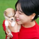 고려애견샵 네이버블로그