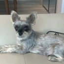 청담눈초롱안과동물병원 이미지