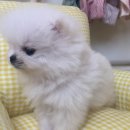 대형애견 이미지