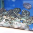 웰빙낙지마당 이미지