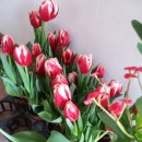 봉실이네 이미지