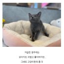 도그마루 강아지고양이 안산점 이미지