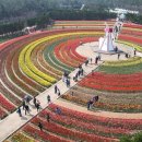 2025 섬 튤립축제 이미지