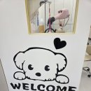 미모세탁 | [수원 영통 애견미용] 위드퍼피 스트레스 없이 댕댕이 미모 업그레이드