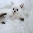 만남-행복한꿈 이미지