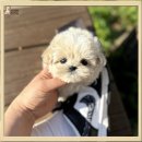 멍뭉미 | 인천 말티푸입양 대박사건 멍뭉미 쩔어