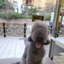 에이스동물병원 이미지