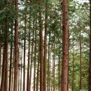상관 공기마을 편백숲 | 완주 겨울여행 상관편백숲 공기마을 편백나무숲 산림욕 즐기기