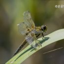 라온사랑부동산공인중개사사무소 네이버블로그