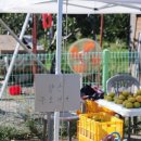 증산고령토 | 창원 근교 가볼 만한 곳 동읍 무점 마을 코스모스 길