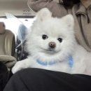 유달리 동복 네이버블로그