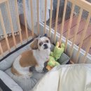 스담멍스 이미지