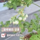 수지농장 | 도시농부 블루베리키우기 3년차 후기 _ 깨비농장 조지아돈