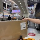 공기청정기 대신 공기정화식물, 우리 집의 작은 습지 | [내돈내산] 다이슨 빅콰이엇 공기청정기_포름알데히드 새집증후군 냄새 이슈 공청기