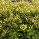 파주 율곡수목원 방문후기와 본 식물들🌲🌱🌿 [물싸리, 송엽국, 비비추, 하늘매발톱, 풍겐스가문비, 댕강...