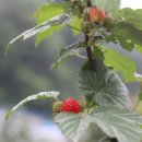 오복민박 이미지