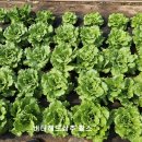 솔마1로 이미지