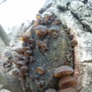 어곡농장 이미지