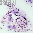 청라호수동물메디컬센터 이미지