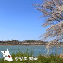영랑호수윗길 | 속초 영랑호 벚꽃 축제 영랑호수윗길 주차장 자전거
