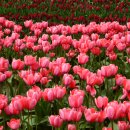 테마정원 이미지