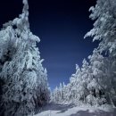 리언농장 | 20260131-0203 핀란드 로바니에미 여행-오로라 투어, 숲에서 스키타기 투어, 리시툰투리 Riisitunturi...