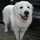 그레이트 이미지