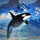 고래의꿈 이미지