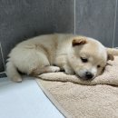 상무동물병원 이미지