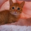 제주오름동물병원 이미지