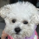 코코멍냥 | 2동탄 애견미용 코코멍냥 강아지 미니비숑 위생미용 후기
