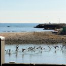 산책하는 고양이 | 기장에 이런 스타벅스가? 온실과 정원, 고양이가 있는 베이커리 특화매장 스타벅스 임랑원점 후기