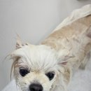 똥개언니 이미지