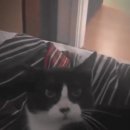 야옹 멍멍 이미지