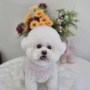 사랑해똥깡아지 이미지