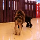 도담도담펫살롱 이미지